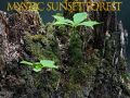 Гаме Mistična šuma zalaska sunca онлајн Гаме Mistična šuma zalaska sunca онлајн