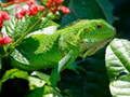 Гаме Divlja Iguana онлајн