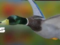 Гаме Lovac na patke: Jesenja šuma онлајн