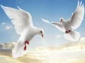 Гаме Летеће птице онлајн Гаме Летеће птице онлајн
