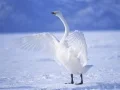 Гаме Graceful labudice онлајн Гаме Graceful labudice онлајн