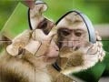 Гаме Пазл Шимпанзе онлајн Гаме Пазл Шимпанзе онлајн