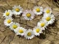 Гаме Слагалица "Срце камилице" онлајн Гаме Слагалица "Срце камилице" онлајн