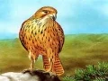 Гаме Klizaljka ptica grabljivica онлајн Гаме Klizaljka ptica grabljivica онлајн