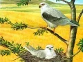 Гаме Загонка Птице Хищници онлајн