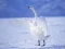 Гаме Graceful labudice онлајн