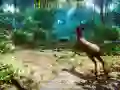 Гаме Ловац 3D онлајн