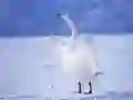 Гаме Graceful labudice онлајн Гаме Graceful labudice онлајн