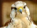 Гаме Слагалица Gyrfalcon онлајн